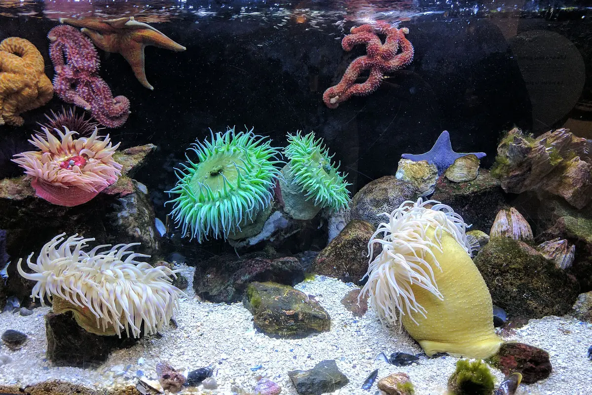 Marine Biology: Snails to Whales: Marine Life Explorers
